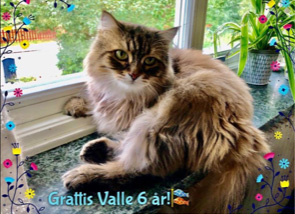 sibirisk katt Vincente